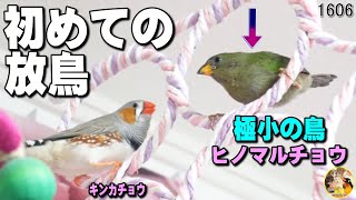 ヒノマルチョウ・初めての放鳥でキンカチョウのノア君の反応が❣ Funny Parrots and Cute Birds. #1606