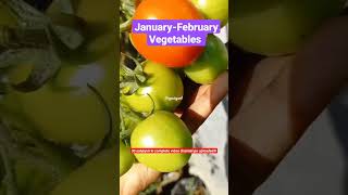 जनवरी-फरवरी में लगाई जाने वाली सब्जियां।January - February growing vegetables| Kaun si sabji lagaye