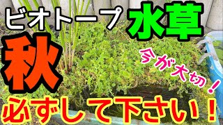 【冬前に必須！】ビオトープ水草！秋のお手入れが1番大切！？メダカ睡蓮ビオトープ