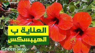 كيفية العناية بنبات#الهيبسكسhibiscus rosa ورد الجمال #زراعة