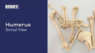 BONAVI - Bone Navigation Videos. Humerus | PMU