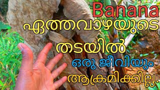 Banana | കൈമുറിയ്ക്കാത്ത ഏത്ത വാഴകൾ | Malayalam | Mix channel | Kerala India.