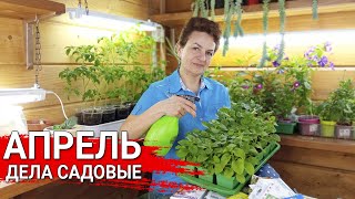 Апрель - дела садовые | Что делать в апреле в саду