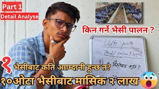 १० ओटा भैसीबाट मासिक २ लाख | भैसी पालनबाट कसरी गर्ने लाखोै आम्दानी | Bhaisi palan nepal | Buffalo