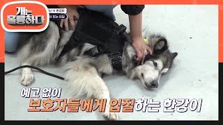 예고 없이 보호자들에게 입질하는 한강이?! 순식간에 3번이나 물린 큰형 보호자 [개는 훌륭하다/Dogs Are Incredible] | KBS 231127 방송