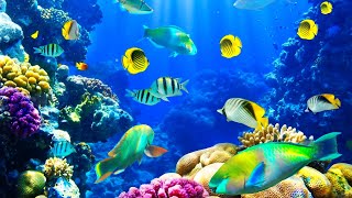 Underwater Beauty||Save our Planet||Underwater Footage||Underwater World||Underwater Wonders