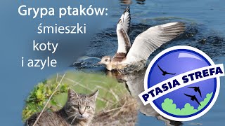 Grypa ptaków: śmieszki, koty i azyle