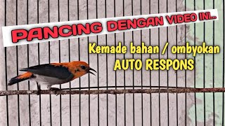 PANCINGAN BURUNG KEMADE MALAS BUNYI_Di Jamin Langsung Nyaut Dan Ikut Nembak Dengar Kemade Gacor Ini