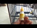 ebod joss vitamin pegacor segala jenis burung ocehan 100% manjur