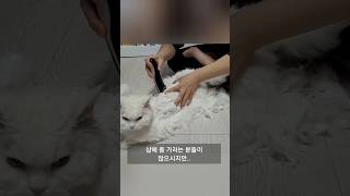 똥손도 10분이면 전신미용이 가능한 순둥이 고양이.  #고양이 #cat #셀커크렉스