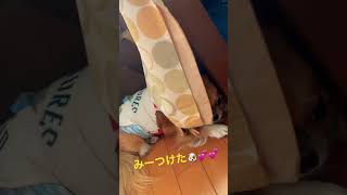 かくれんぼ❓🤣💕チワワ ちわわ わんこ 茶々くん  #shorts 可愛いすぎ