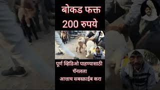 bokad palan : बोकड पालन : goat market : bokad palan vyavsay : sakri bokad bajar