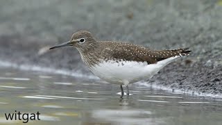 20190715 WITGAT (GREEN SANDPIPER)