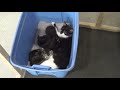 Amazing DIY, Cat HouseCatio for under 150.00 stray Cat and Kittens found a home