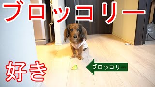 【カニンヘンダックス/ブロッコリー】長めの待てから一気飲みする犬