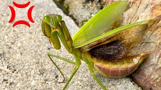 [カマキリ採集]オオカマキリを助けたらブチギレられました。