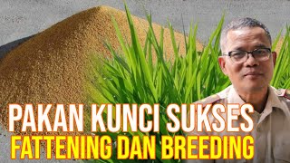 Tips Bisnis Breeding Fattening Sapi Sukses Dengan Pakan