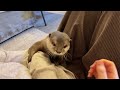 カワウソさくら ブーメランと化したカワウソが粘着力高めで強い otter that comes back like a boomeran is funny and cute