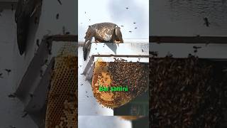 Eşek Arılarının Korkulu Rüyası Bal Şahini! 🍯🐝🦅😱