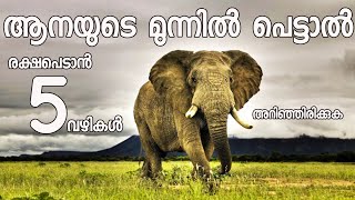 How To Escape From An Elephant Attack? From Jithin Hridayaragam 🐘 ആന ആക്രമിക്കാൻ വന്നാൽ...