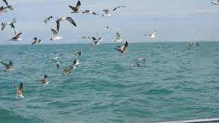 Lesser Black-backed Gulls, Gulf of Cadiz