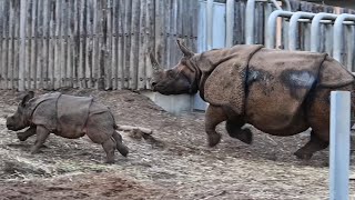 多摩動物園インドサイデコポン走る親子Rhinoceros unicornis 2025年1月3日