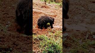 😨 കരടി അല്ലെ ആ പോകുന്നത് 🔥 Sloth Bear | Indian Bear attack #shorts #animalshorts