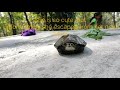 indian black turtle my turtles compilation story from the beginning.