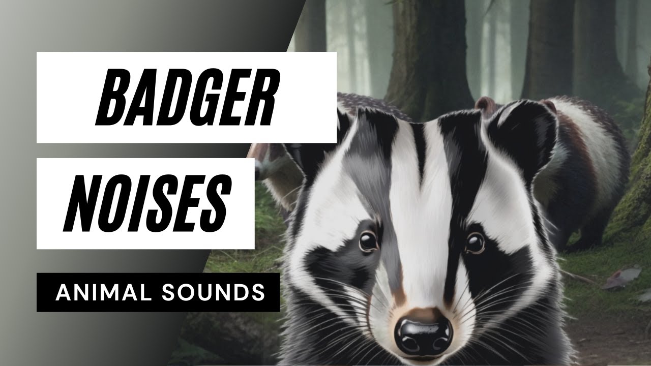 Animal Sounds Badger Noises Badger Sound Effects Banger Growls