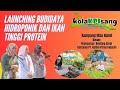 Budidaya Hidroponik dan ikan