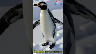 Panquin เพนกวิน นกเพนกวิน | #เพนกวิน #สัตว์โลกน่ารัก #ธรรมชาติ #Penguin#PenguinLife #penguinfacts