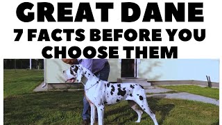 Before you buy a dog - GREAT DANE - 7 facts to consider! DogCastTV!