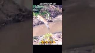 DEATH-DEFYING LEAP! Leopard's Jaw-Dropping Jump Over Gushing Stream #animals #nature