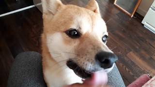 ベロ出し犬もぐ(豆柴)ペロペロ犬になる