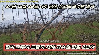 밀식 다주지 도장지 재배 과수원 전정 2년차 - 24년 12월 20일 나주 금천 신고배 과수원 일지 p2412