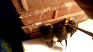 Feeding chimney swifts