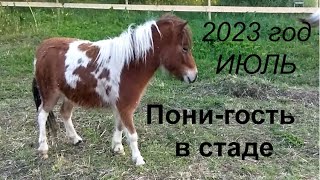 Июль 2023 Стадо пони Россия Киров