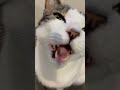 朝からラブリーすぎ cat catlover catvideos 猫 猫動画 猫のいる暮らし