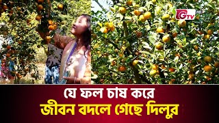 যে ফল চাষ করে জীবন বদলে গেছে দিলুর | Tangail | Orange Cultivation | China Orange | Gtv News