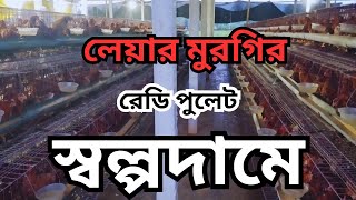 লেয়ার মুরগির রেডি পুলেট স্বল্পদামে  #FA_Agro_Farm #লেয়ার_মুরগি #পুলেট_লেয়ার_মুরগি