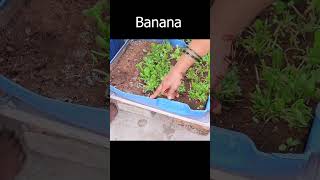 చిన్న కుండీలో కాసిన అరటి పళ్ళు How to grow Banana in pot