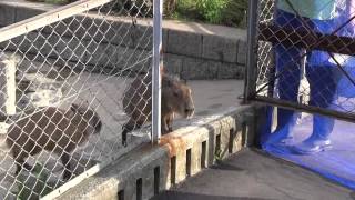 カピバラ　（かみね動物園篇）リクが残してくれたもの