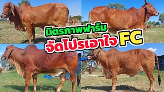 มิตรภาพฟาร์มจัดโปรวัวงามเอาใจ FC | 11 ม.ค.66 | คลิปนี้ราคาดีต่อใจ