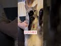 【猫動画】パパとママで態度が違いすぎる猫！笑 shorts