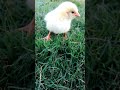 Wow Cutie baby chicken || Natural and Wildlife || adorable beautiful baby #shorts #firstyoutubeshort