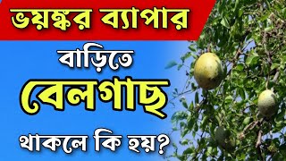 বাড়িতে বেলগাছ থাকলে কি হয়? #live #livestream #tips #solution