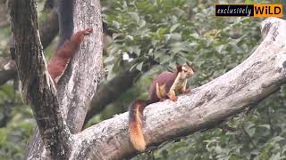 Giant Squirrel from Western Ghats | Kabini, India