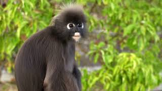 Meet the Majestic Dusky Langur: Secrets of the Spectacled Leaf Monkey