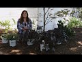 planting black pearl heuchera garden answer