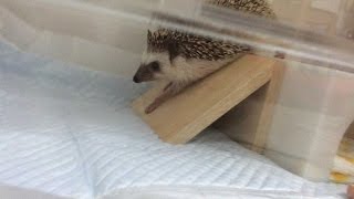 すーっとスロープを滑るハーリー-hedgehog